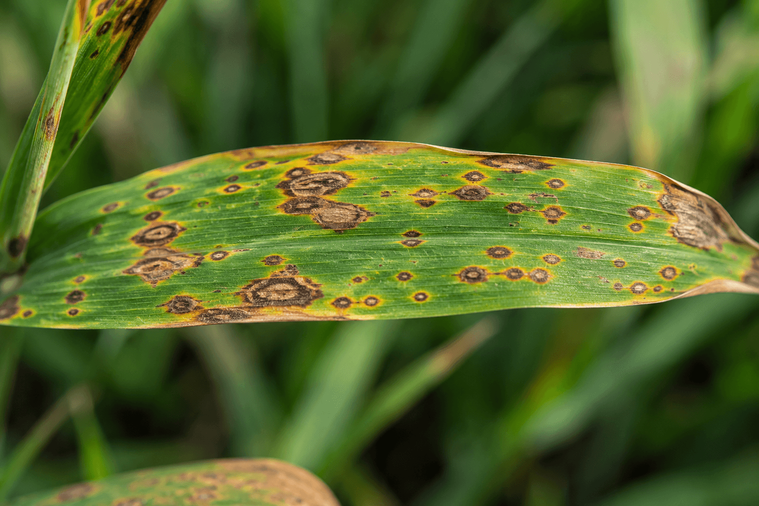 Fungicides