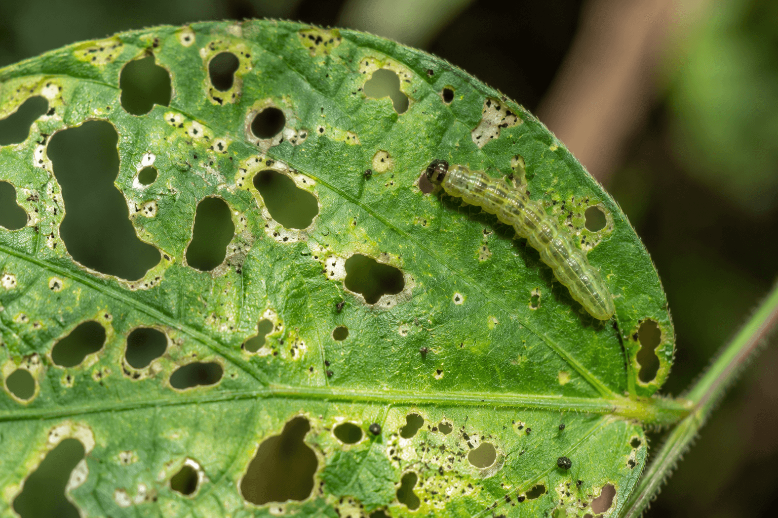Insecticides